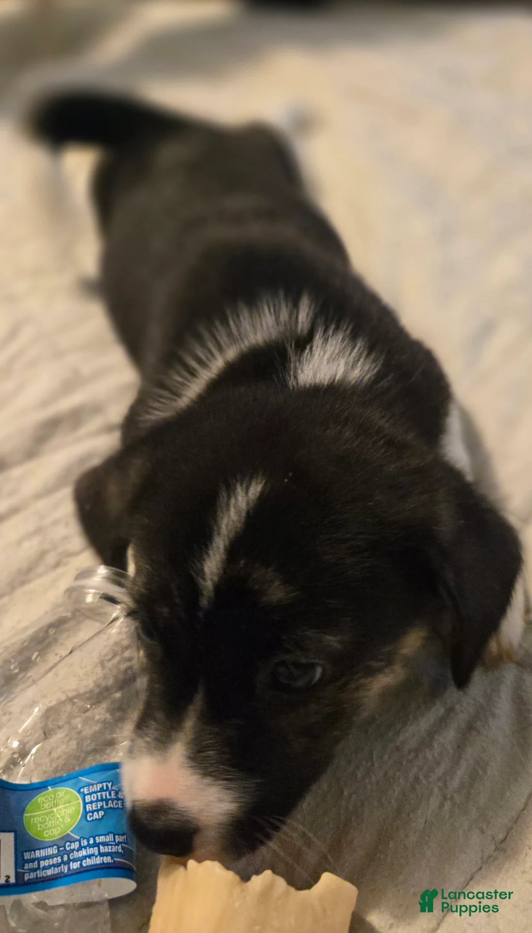 Mixed Breed dogs for sale: PRISCILLA - Ad 2