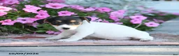 Jack Russell Terrier dogs for sale: Jo - Ad 3
