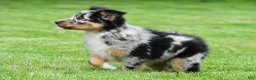 Australian Shepherd dogs for sale: Jody - Ad 8