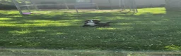 Bernese Mountain Dog dogs for sale: Bernese Mountain Dog 2 - Ad 3