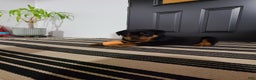 Rottweiler dogs for sale: Warrior  - Ad 4