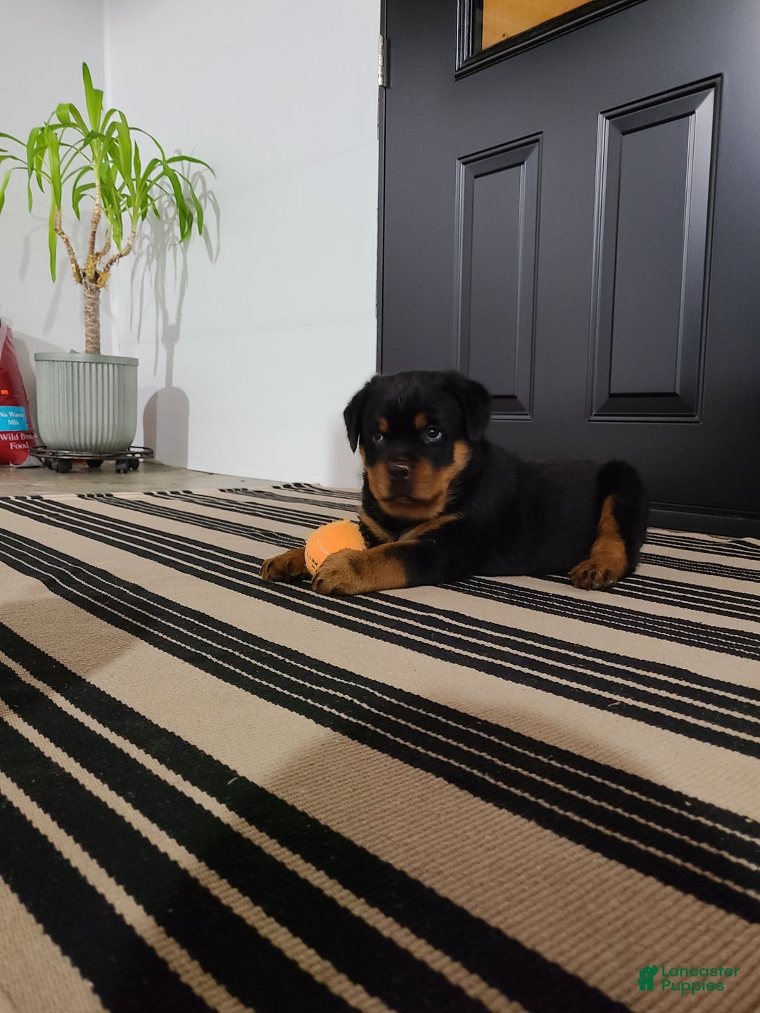 Rottweiler dogs for sale: Warrior  - Ad 4