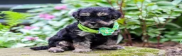 Yorkiepoo dogs for sale: Spike - Ad 3