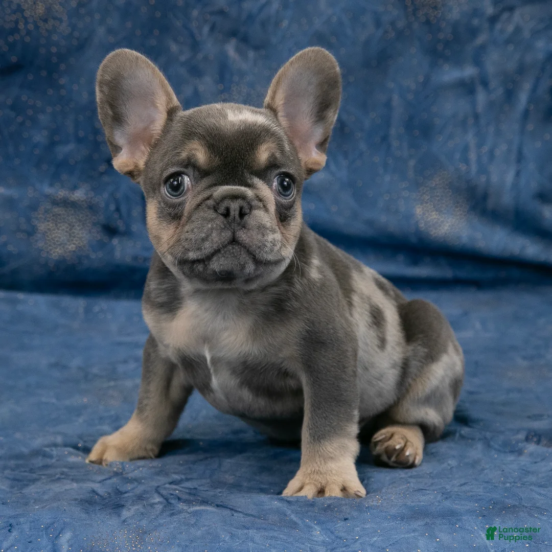French Bulldog dogs for sale: Rusty - Ad 4