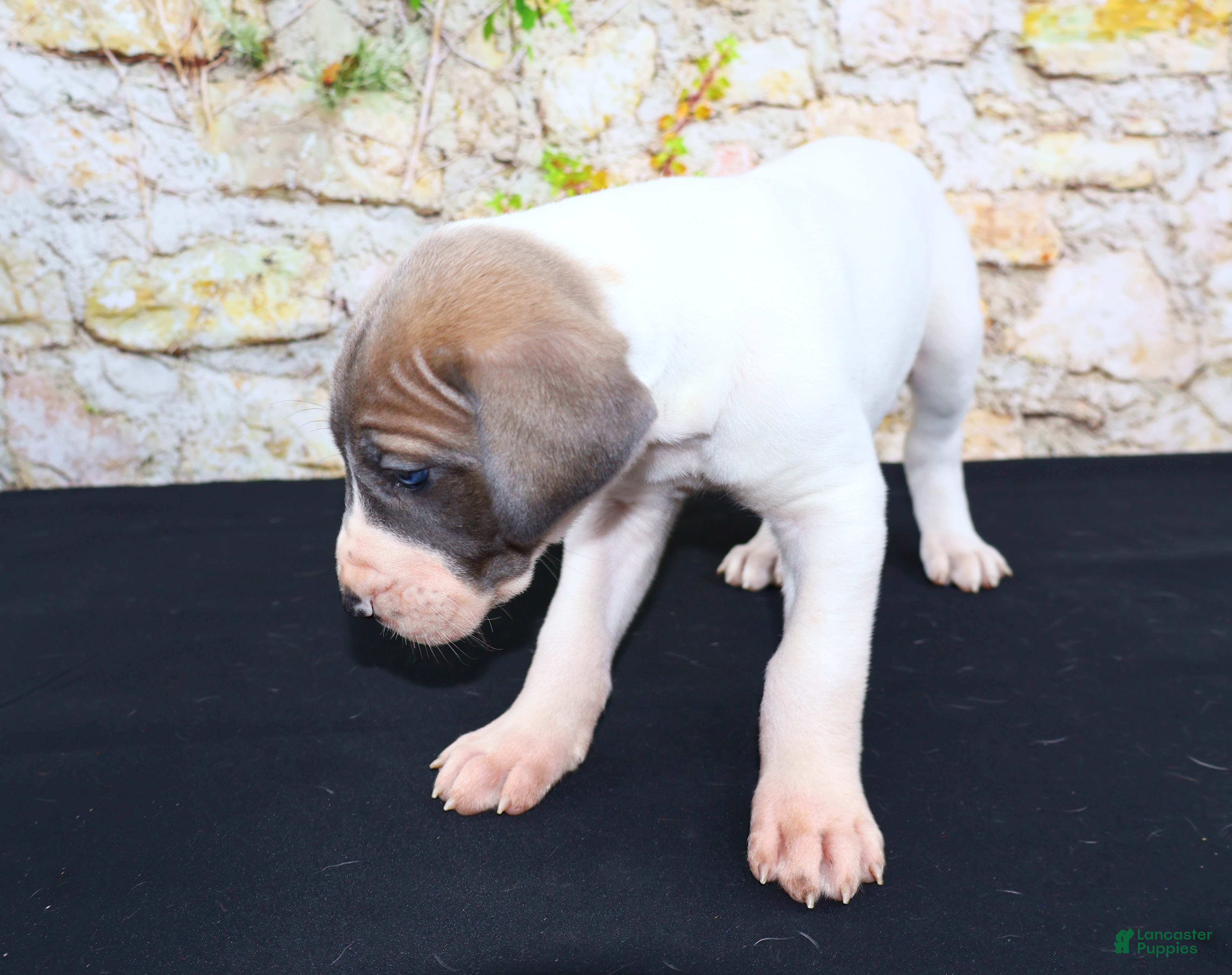 Great Dane dogs Janie - Ad 1