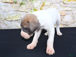 Great Dane dogs for sale: Janie - Ad 3