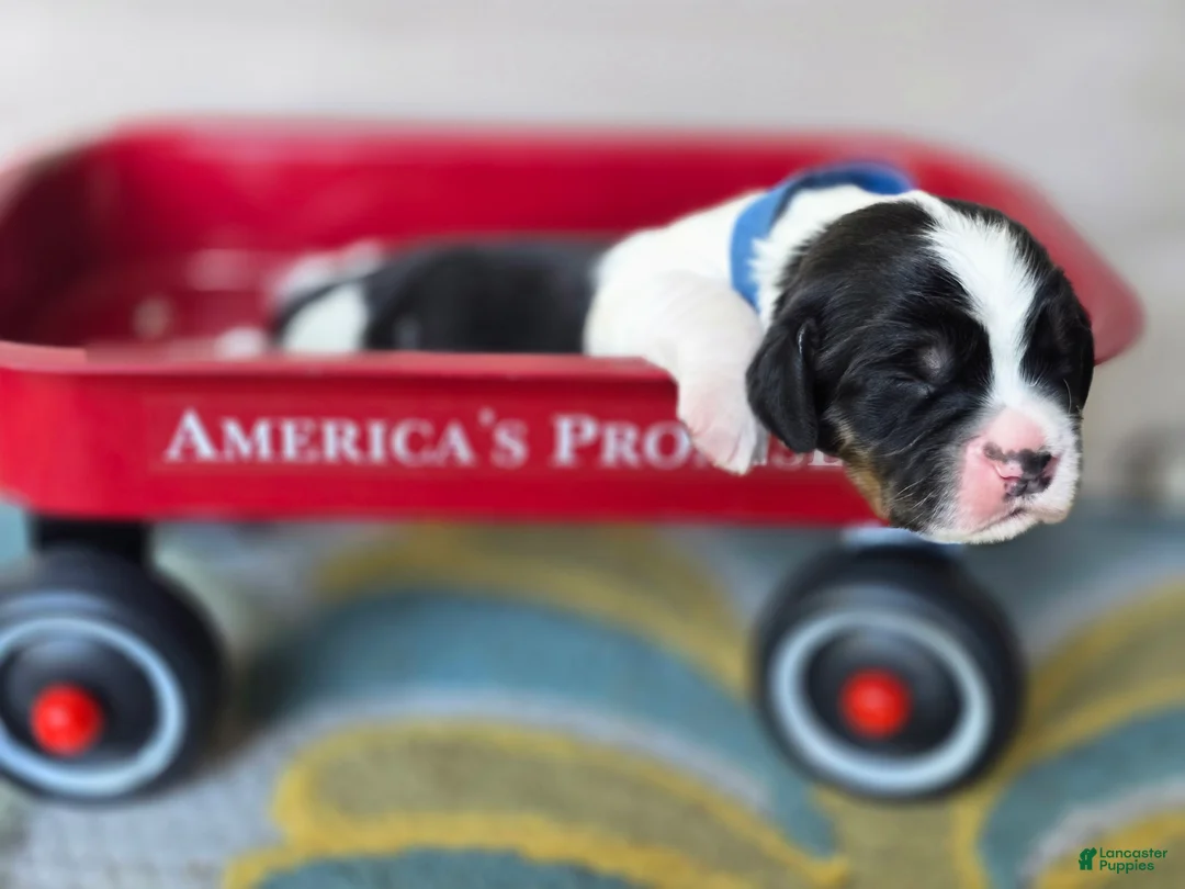 English Springer Spaniel dogs for sale: Chase - Ad 2