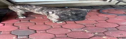 Presa Canario dogs for sale: Presa Canario 3 - Ad 4