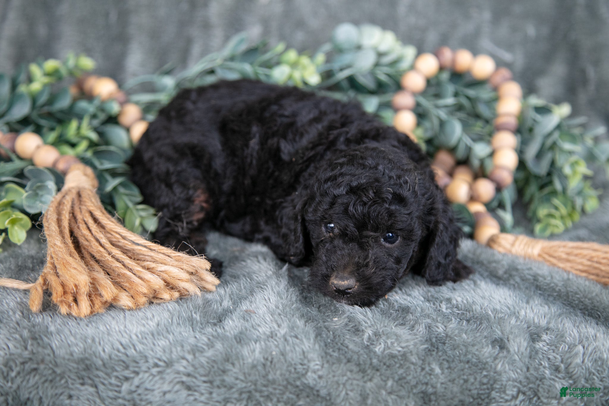 Miniature Poodle dogs for sale: Missy - Ad 3