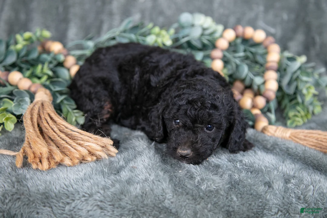 Miniature Poodle dogs for sale: Missy - Ad 1