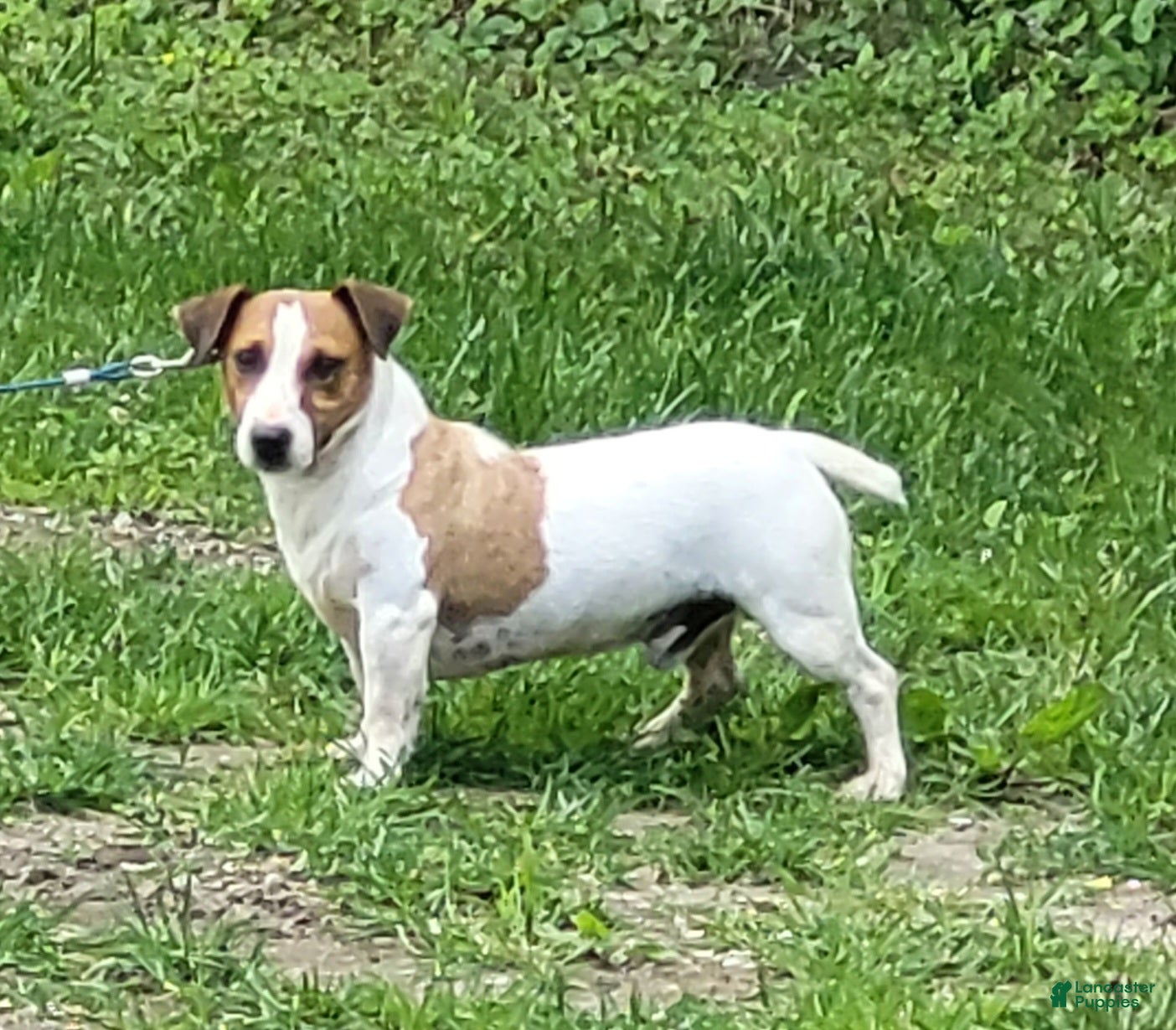 Jack Russell Terrier dogs Moses STUD for sale - Ad 17