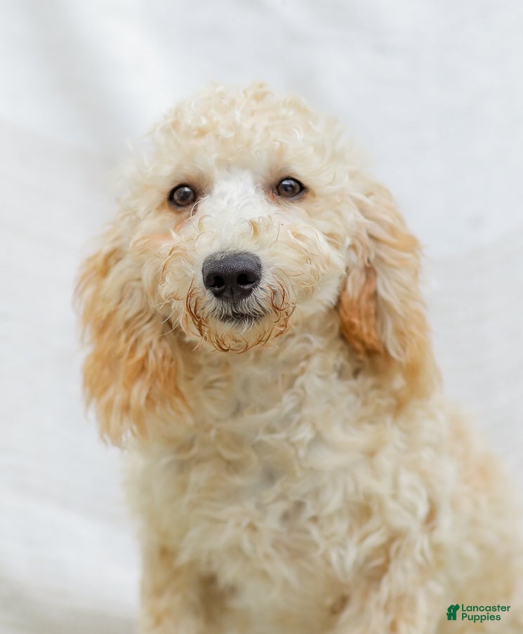 Goldendoodle dogs Mckenzie - Ad 2