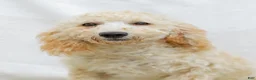 Goldendoodle dogs for sale: Mckenzie - Ad 2