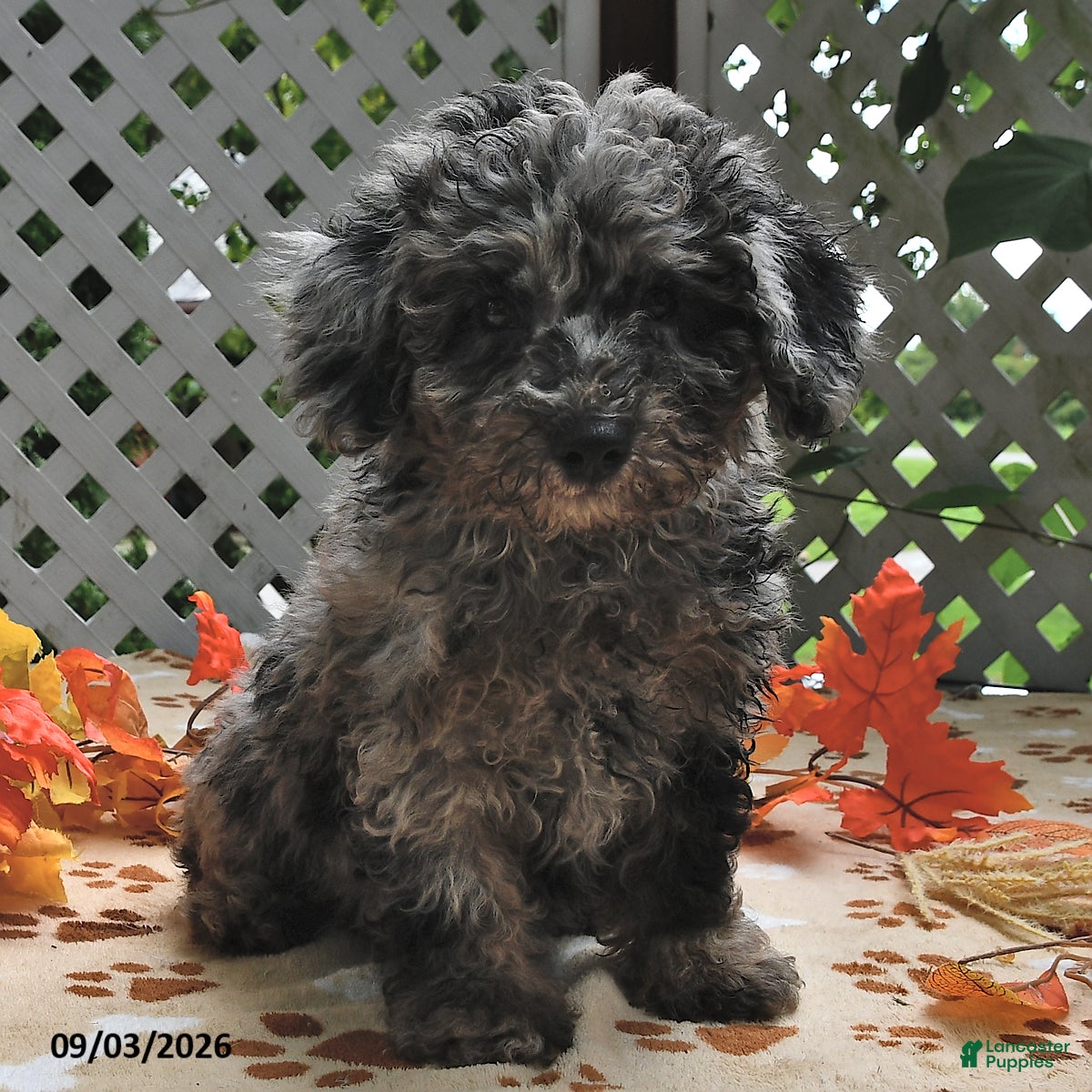 Miniature Poodle dogs Chief - Ad 1
