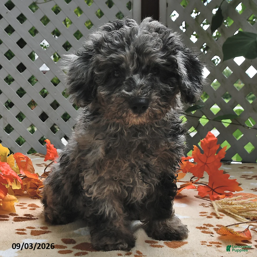 Miniature Poodle dogs for sale: Chief - Ad 1