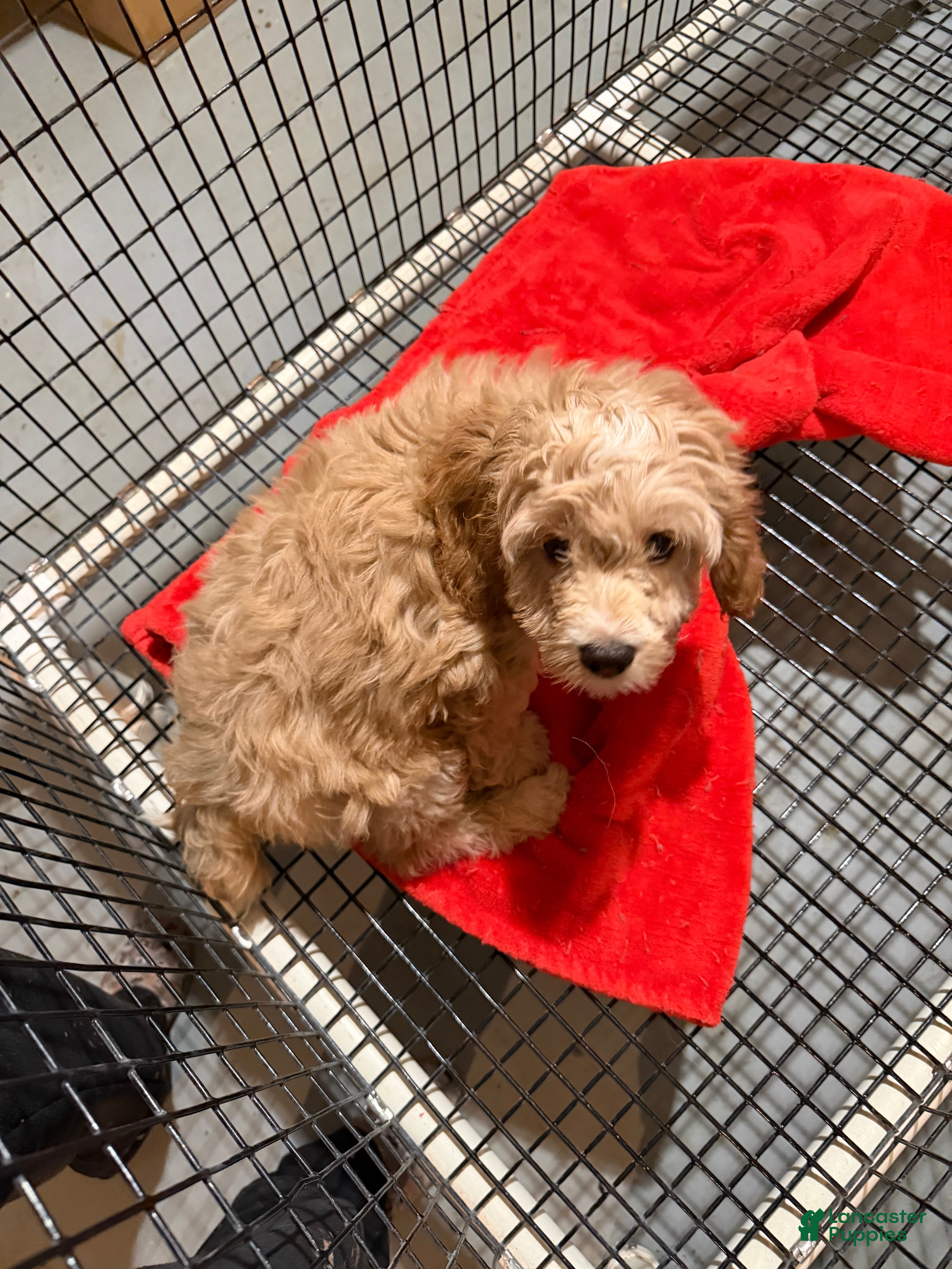 Cockapoo dogs Gino - Ad 1