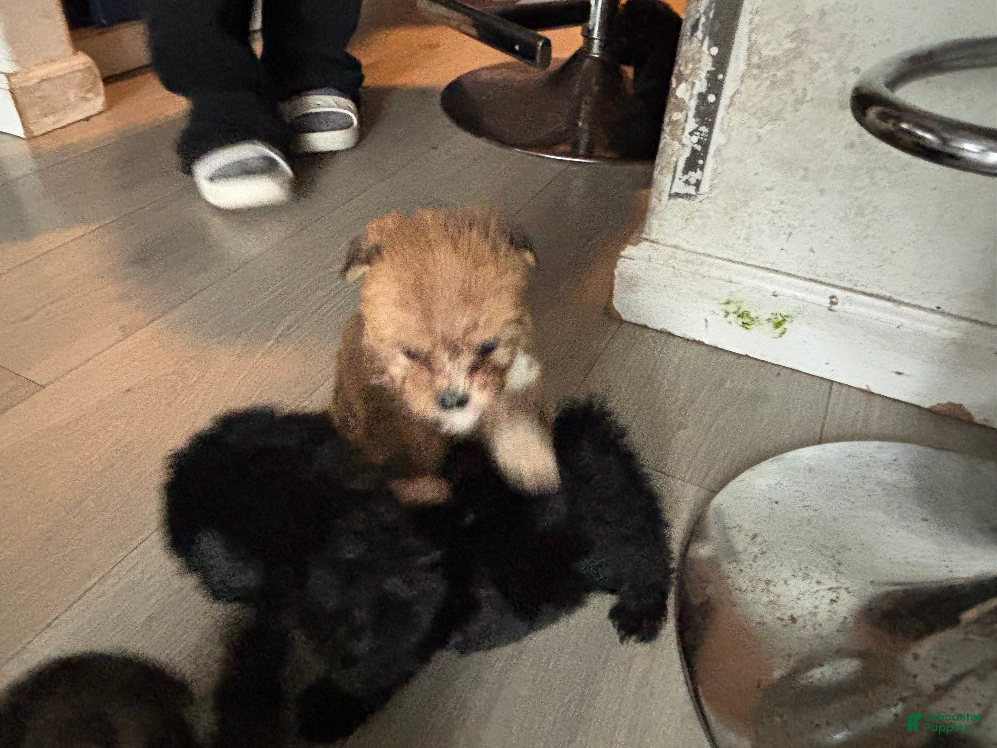 Maltipoo dogs Maltipoo Puppy 3 - Ad 5