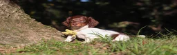 Miniature Dachshund dogs for sale: Shane - Ad 5