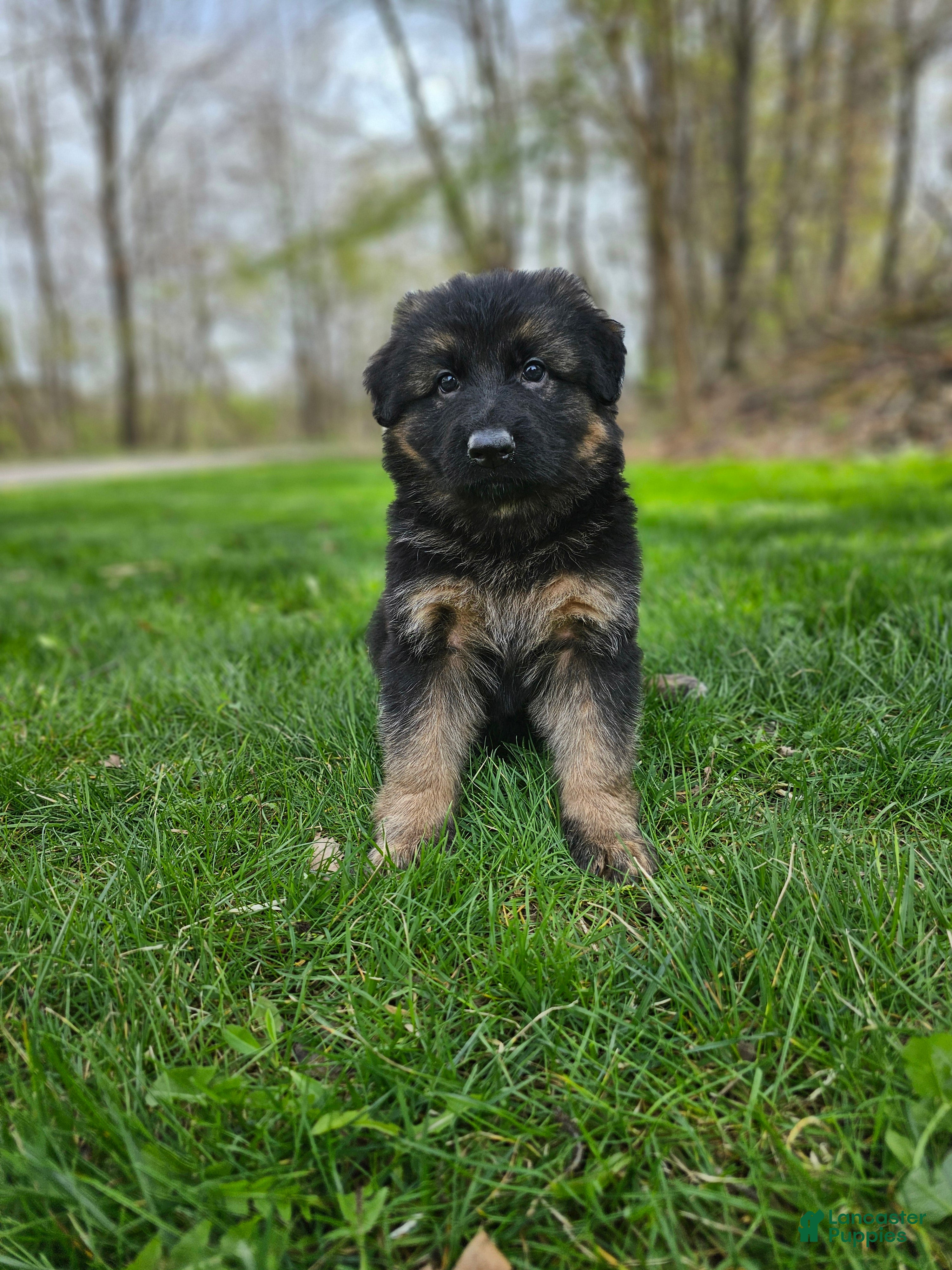 German Shepherd dogs Sniper  - Ad 1