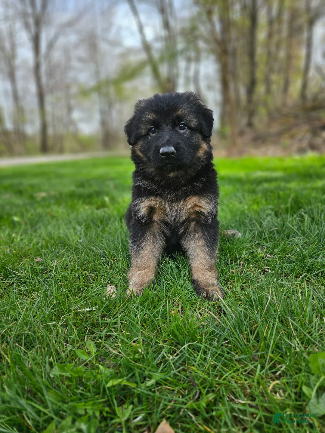 German Shepherd dogs for sale: Sniper  - Ad 1