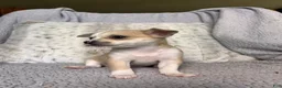 Chihuahua dogs for sale: Willow Rose - Ad 5