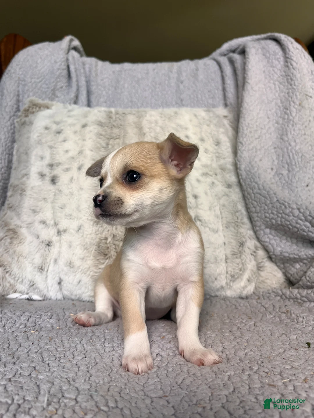 Chihuahua dogs for sale: Willow Rose - Ad 5