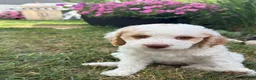 Mini Goldendoodle dogs for sale: Zeus - Ad 8