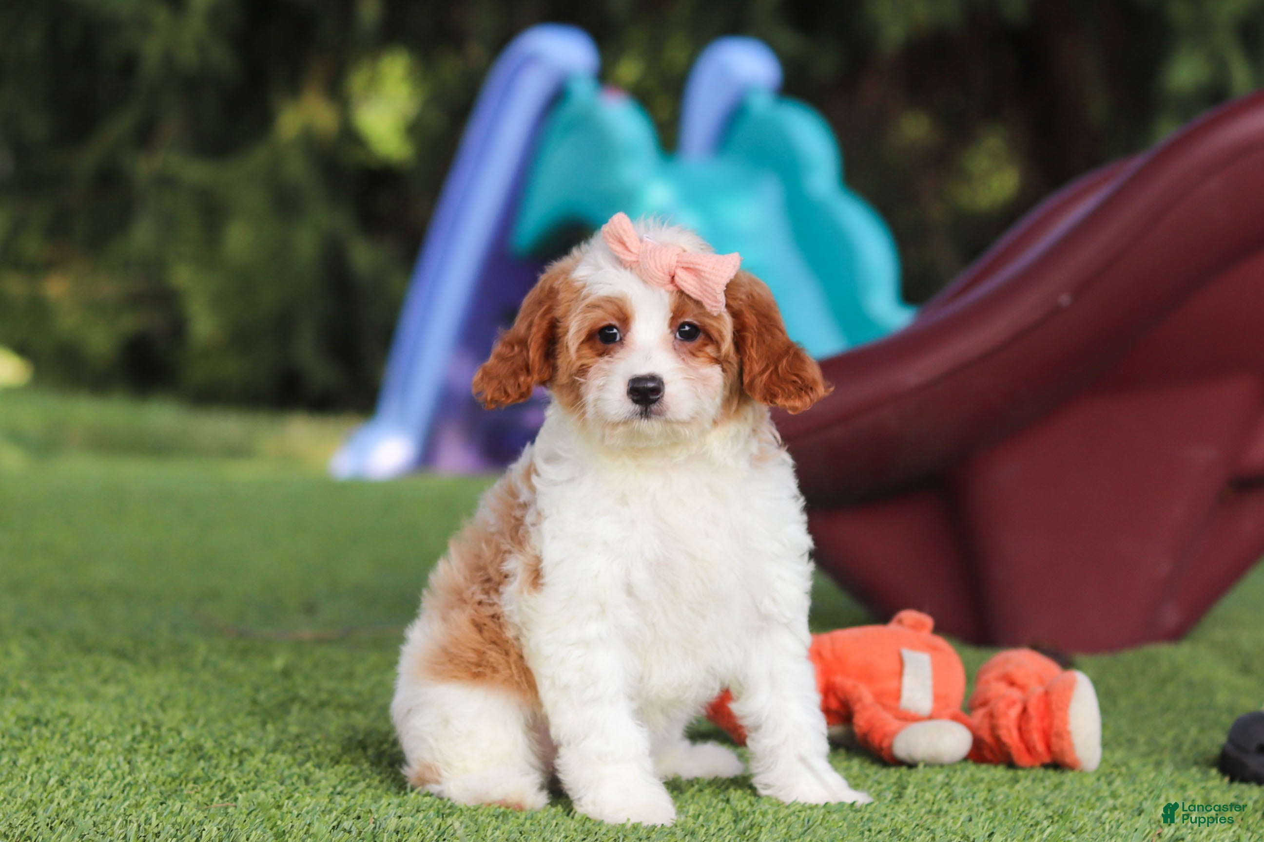 Cavapoo dogs Ophelia - Ad 1