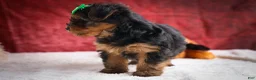 Yorkshire Terrier dogs for sale: DUKE - Ad 18