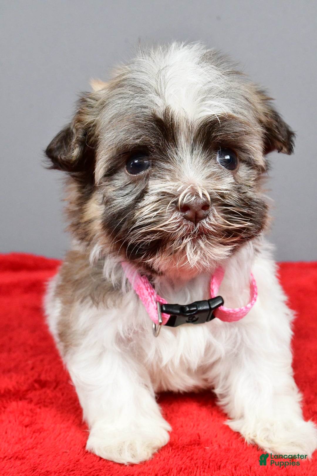Havanese dogs for sale: Zelda - Ad 7