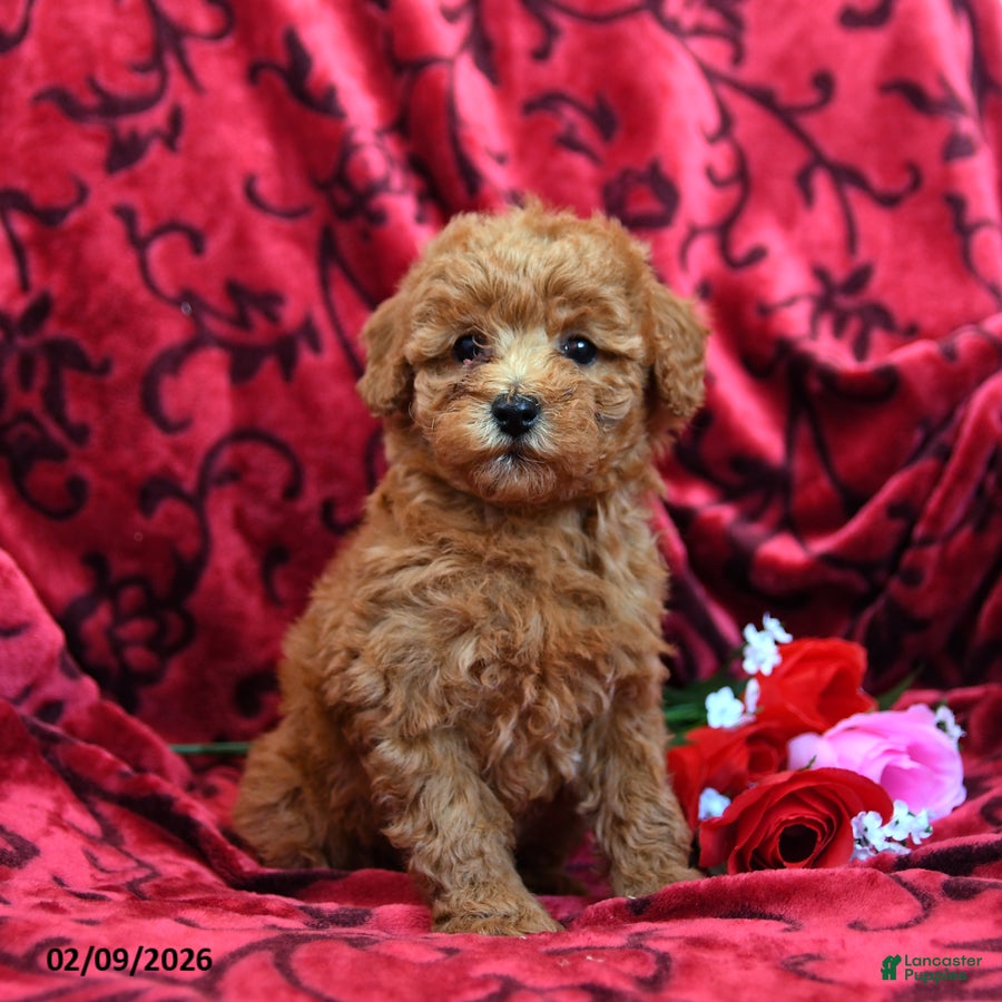 Toy Poodle dogs Rosebud - Ad 21