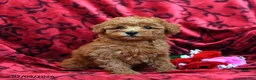 Toy Poodle dogs for sale: Rosebud - Ad 1