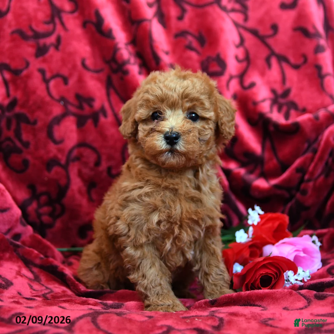 Toy Poodle dogs for sale: Rosebud - Ad 1