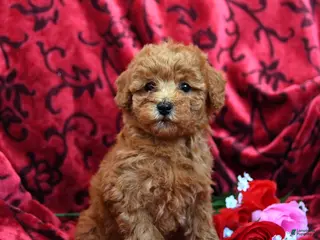 Toy Poodle dogs Rosebud - Ad 21