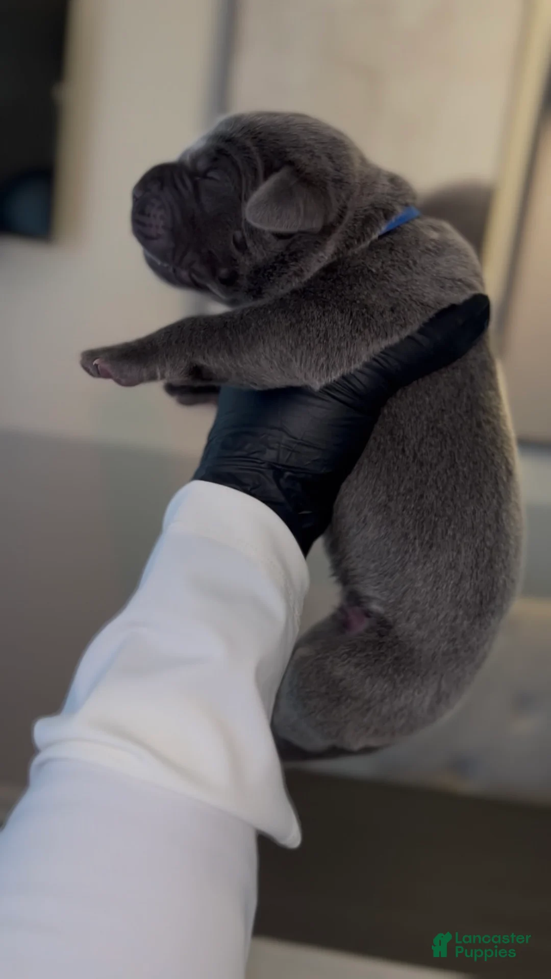 Cane Corso dogs for sale: Saber  - Ad 2