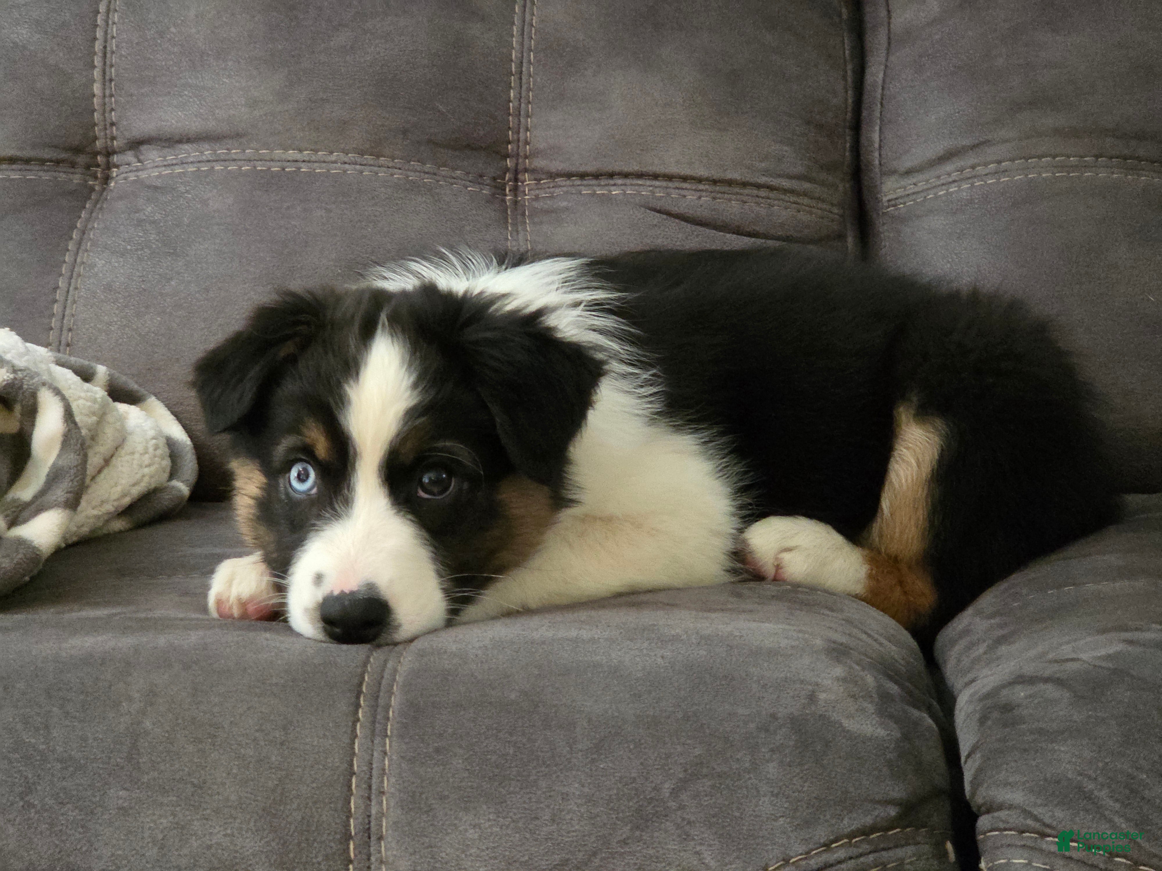 Australian Shepherd dogs Lady Adele`de - Ad 2