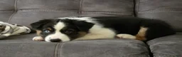 Australian Shepherd dogs for sale: Lady Adele`de - Ad 2