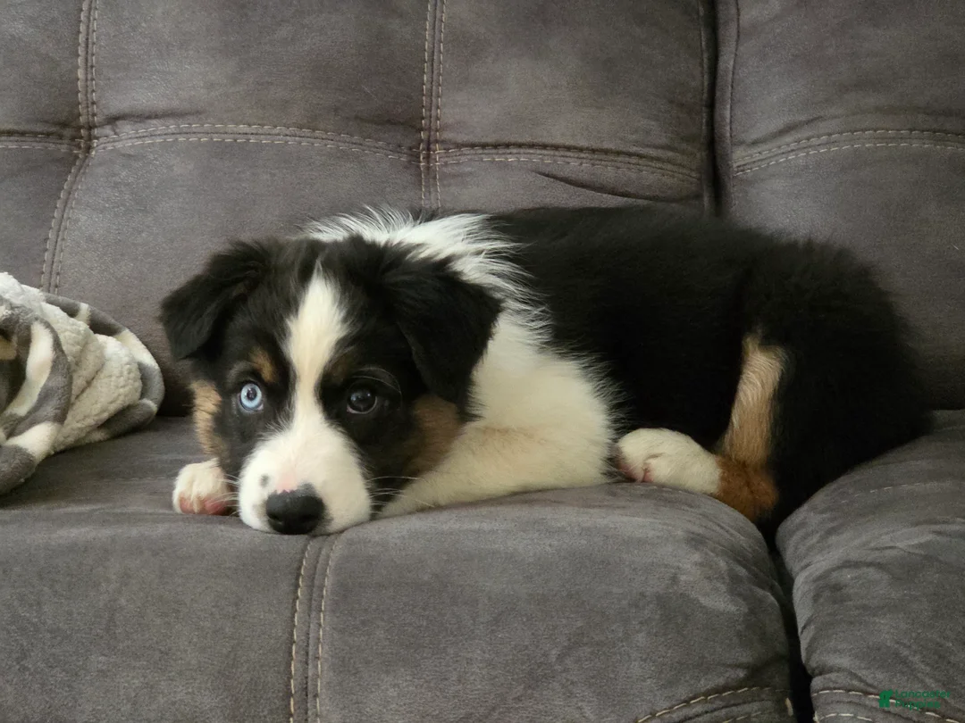Australian Shepherd dogs for sale: Lady Adele`de - Ad 2