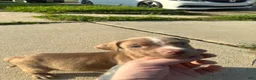 American Bully dogs for sale: Cupcake  - Ad 4