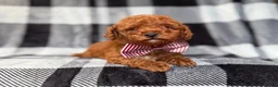 Mini Goldendoodle dogs for sale: Scout - Ad 6