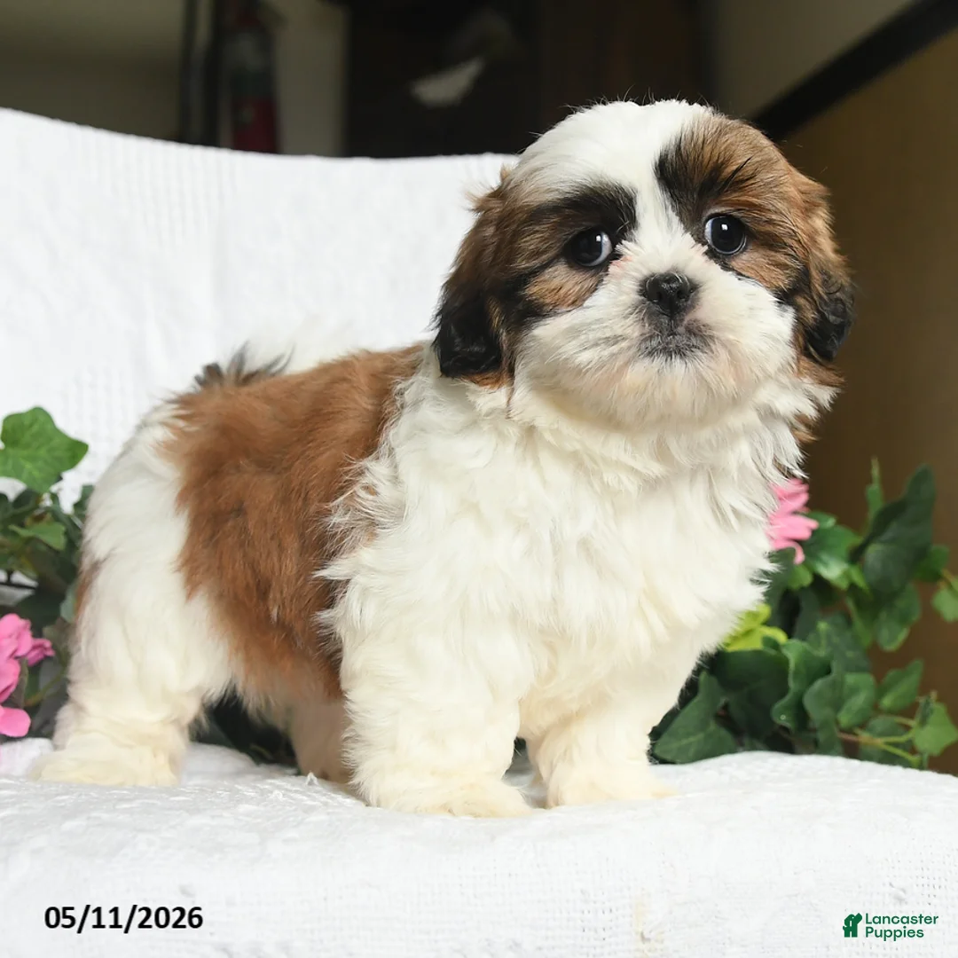 Shih Tzu dogs for sale: Jenna - Ad 2