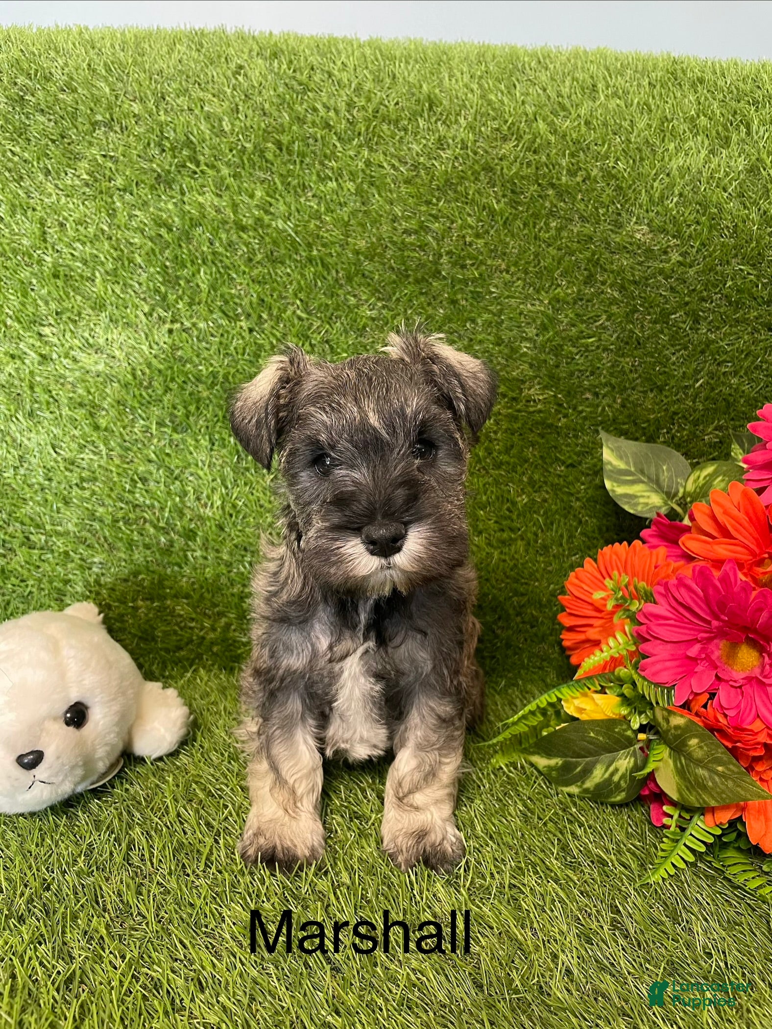 Miniature Schnauzer dogs Miniature Schnauzer Puppy 4 Marshall - Ad 2