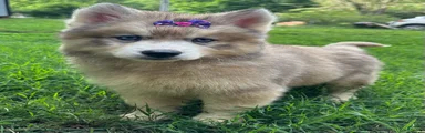 RISA