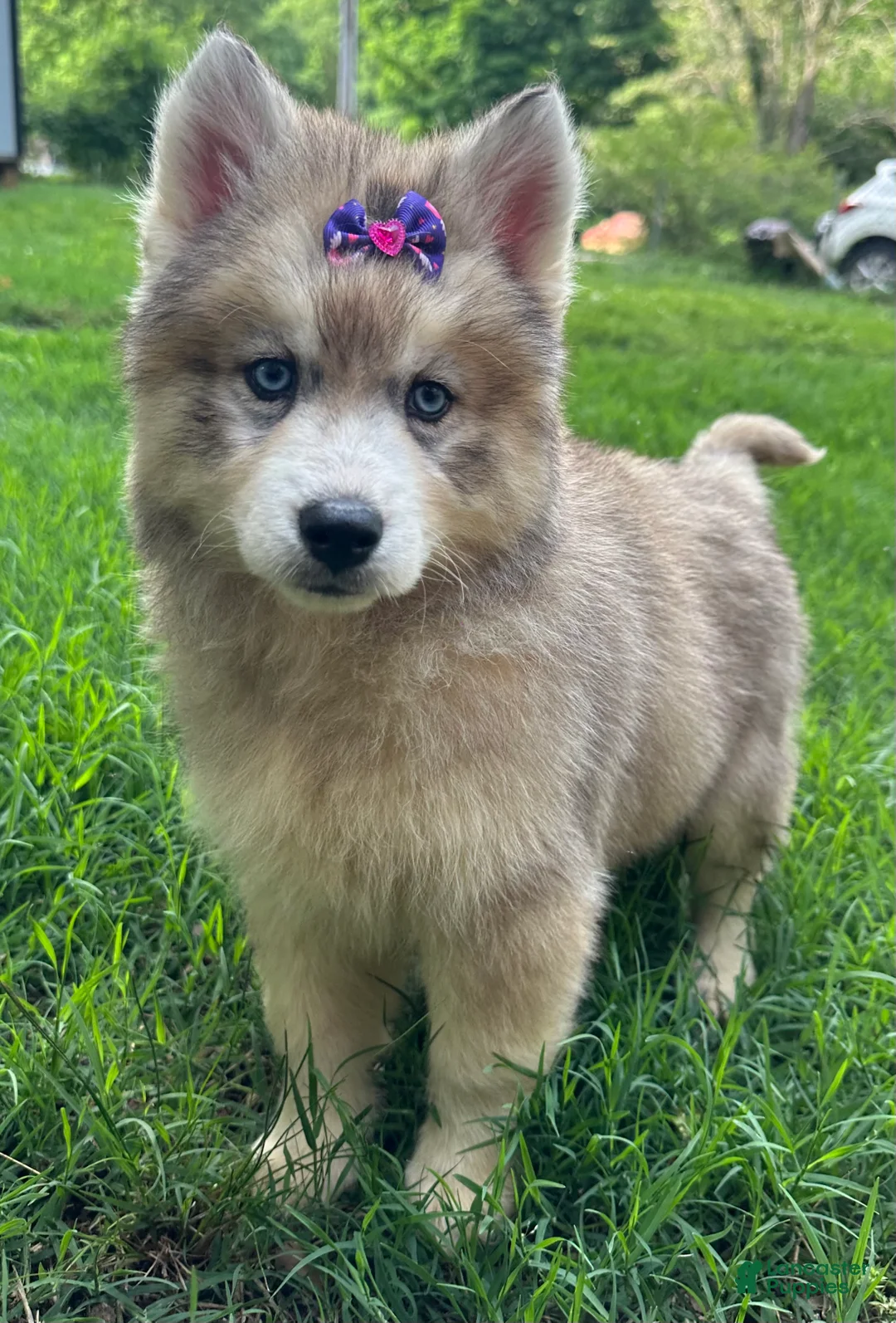 Siberian Husky dogs for sale: RISA - Ad 1