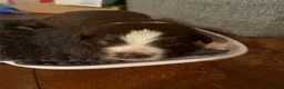 Australian Shepherd dogs for sale: Fern - Ad 5