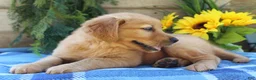 Golden Retriever dogs for sale: Rocky - Ad 5