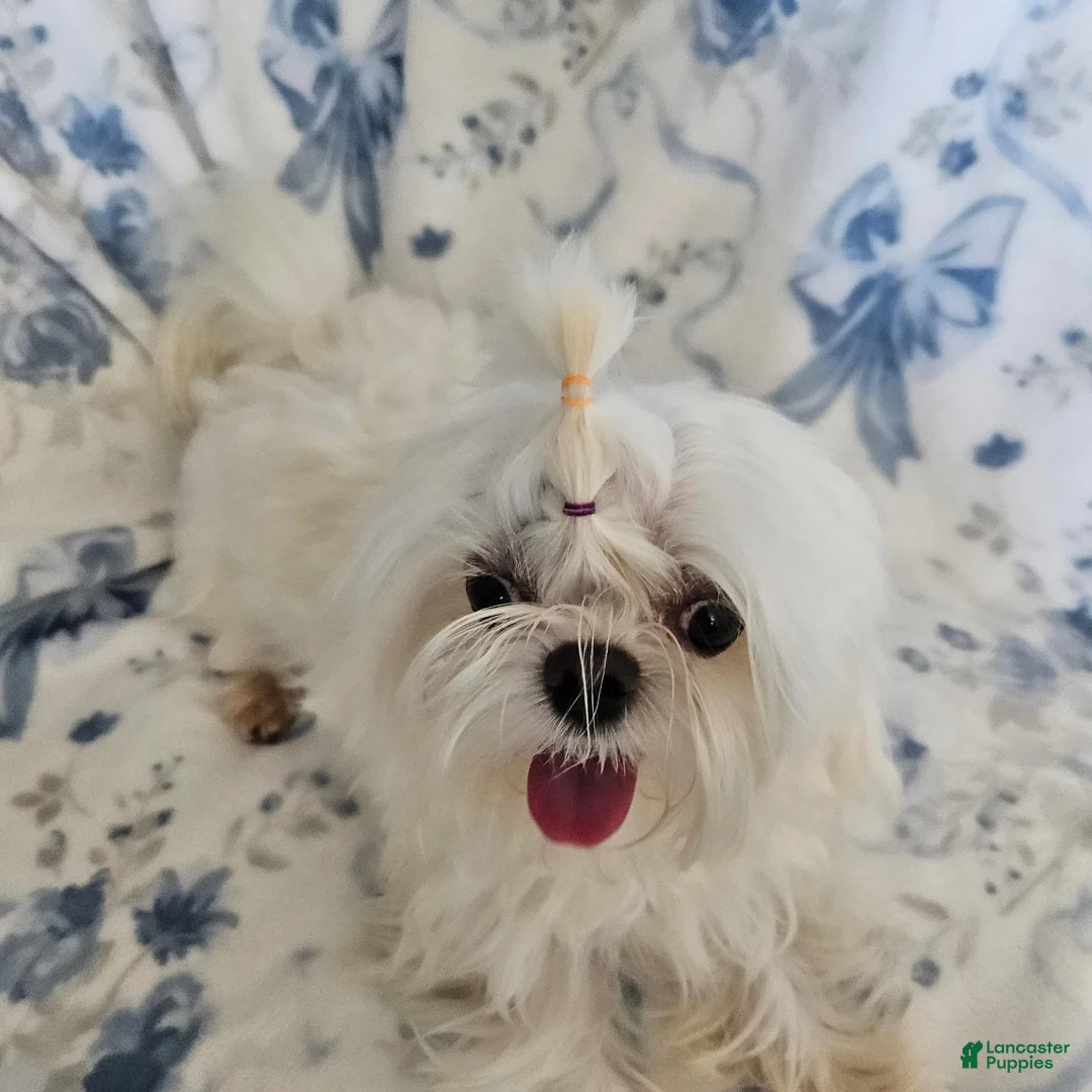 Maltese dogs for stud: Maltese Male for STUD SERVICE - Ad 5