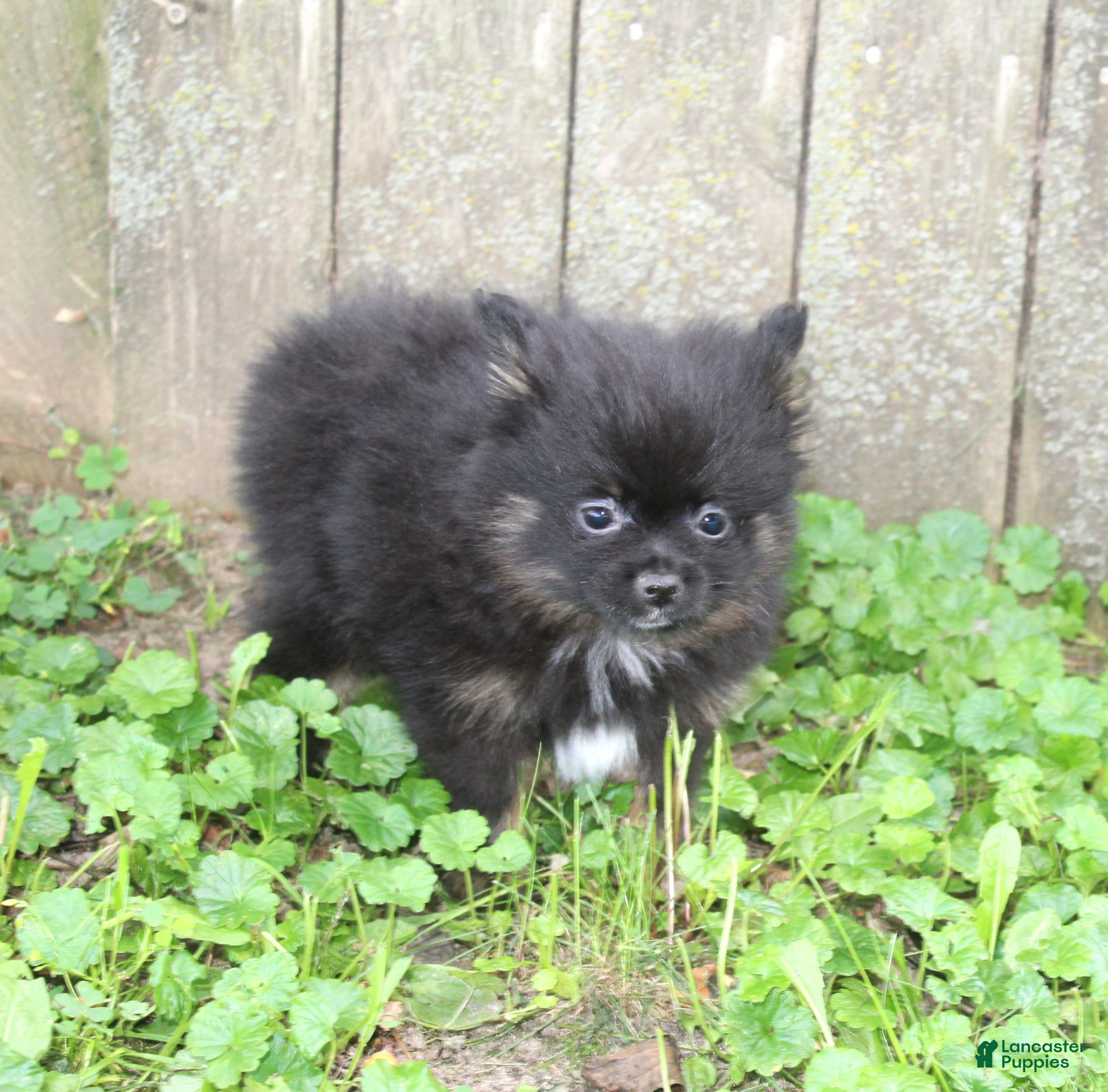 Pomeranian dogs Pomeranian 2 - Ad 1