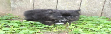 Pomeranian 2