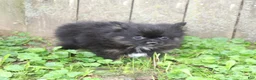 Pomeranian dogs for sale: Pomeranian 2 - Ad 1